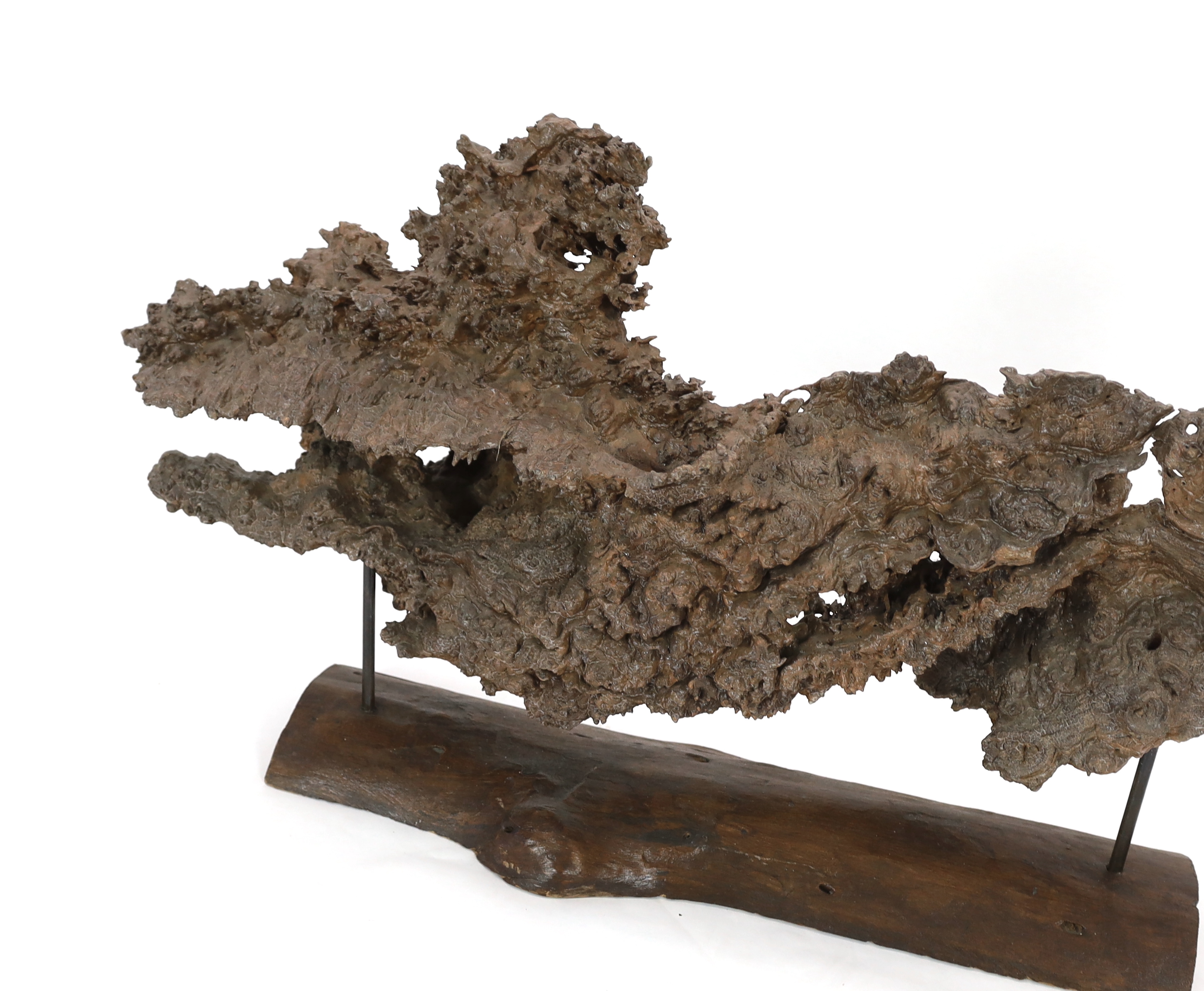 A large section of Andaman Padauk burr wood of sculptural form, 148cm wide, 49cm high, overall 60cm high